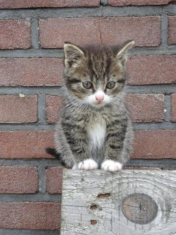 boerderij kittens beschikbaar voor biedingen