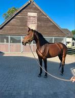 Lieve allrounder!, Dieren en Toebehoren, Paarden, Merrie, Springpaard, Gechipt, 160 tot 165 cm