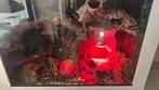 Pythons met terrarium 120x50x90, Dieren en Toebehoren, Slang, Met terrarium, 3 tot 6 jaar