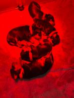 Dwergpincher puppy’s, Dieren en Toebehoren, Honden | Bulldogs, Pinschers en Molossers, HCC (leverziekte), Overige rassen, 8 tot 15 weken