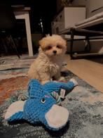 Puppy honden, Dieren en Toebehoren, Reu, 8 tot 15 weken, Eén hond, Nederland