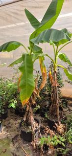banaanboom | Musa Basjo, Volle zon, Vaste plant, Zomer, Ophalen