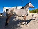 3 jarige PRE merrie (stamboom) toekomstig talent, Dieren en Toebehoren, Paarden, Merrie, Minder dan 160 cm, Dressuurpaard, 3 tot 6 jaar