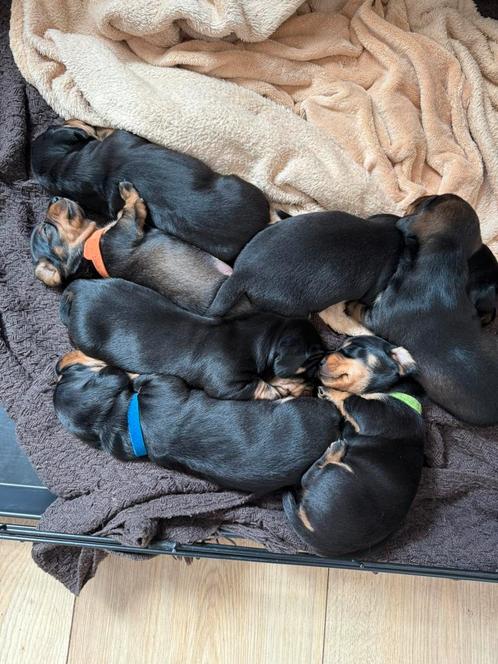 Lieve dwerg teckels puppy’s, Dieren en Toebehoren, Honden | Teckels en Dashonden, Meerdere dieren, Korthaar, Dwerg, Particulier