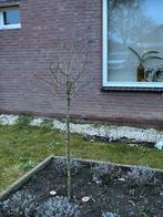 Magnolia boom, Tuin en Terras, Planten | Bomen, Ophalen, Lente, Volle zon, Overige soorten