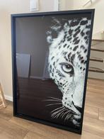 Foto Schilderij van Cheetah op glas, 70 x 100cm, Huis en Inrichting, Woonaccessoires | Schilderijen, Tekeningen en Foto's, Schilderij