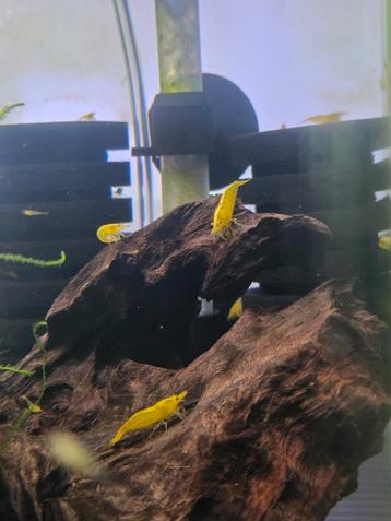 Citroen garnalen 🦐 beschikbaar voor biedingen