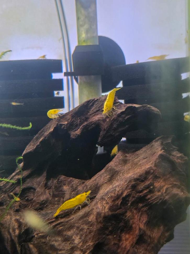 Citroen garnalen 🦐, Dieren en Toebehoren, Vissen | Aquariumvissen, Kreeft, Krab of Garnaal