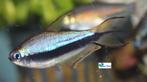 Keizertetra, Dieren en Toebehoren, Vis, Zoetwatervis, Schoolvis