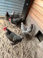 Kippen, Dieren en Toebehoren, Pluimvee, Vrouwelijk, Kip