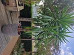 Yucca plant inclusief pot, Ophalen, 200 cm of meer, Halfschaduw, In pot