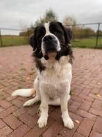 Kruising Sint Bernard 1,5 jaar oud, Reu, CDV (hondenziekte), 1 tot 2 jaar, Groot