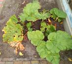 Meerdere rabarber planten, alles voor €20,-, Ophalen, Vaste plant, Groenteplanten, Halfschaduw