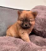 Chow chow pups nog 3 beschikbaar, 8 tot 15 weken, Poolhond, Meerdere, Meerdere dieren