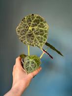 Begonia Goegoensis, Overige soorten, In pot, Minder dan 100 cm, Groene kamerplant