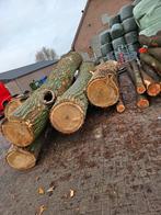 Populier stam hout voor planken, Minder dan 3 m³, Ophalen