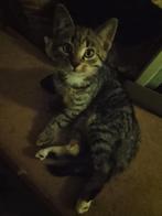 Halve Ragdoll kittens, Dieren en Toebehoren, Katten en Kittens | Overige Katten, Meerdere dieren, Kortharig, 0 tot 2 jaar