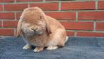 Minilop x NHD ram (gevaccineerd), Dieren en Toebehoren, Konijnen, Mannelijk, Dwerg, Hangoor, 0 tot 2 jaar