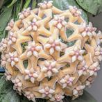 Hoya coriacea ‘silver’, Overige soorten, Minder dan 100 cm, Bloeiende kamerplant, Halfschaduw