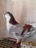 Galatzer rollers, Dieren en Toebehoren, Meerdere dieren, Postduif