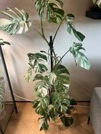 Monstera Albo Variegata - Zeldzame Schoonheid!, Ophalen, Vaste plant, Bloeit niet, Halfschaduw