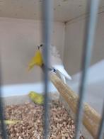 Hagoromo.s, Dieren en Toebehoren, Meerdere dieren, Parkiet