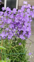 Zaden Perzikbladklokje - Campanula perscifolia, lila 2025, Verzenden, Voorjaar, Volle zon, Zaad
