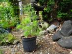 Pinus Parviflora Glauca, Tuin en Terras, In pot, Minder dan 100 cm, Zomer, Overige soorten