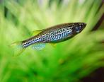 Luipaard danio, Vis
