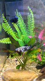 Vissen, Vis, Zoetwatervis