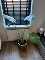 Grote Alocasia kamerplant, Huis en Inrichting, Kamerplanten, Ophalen, 100 tot 150 cm, Overige soorten, Halfschaduw