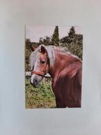kaart paard veulen dier, Ophalen, 1980 tot heden, Ongelopen, Paard