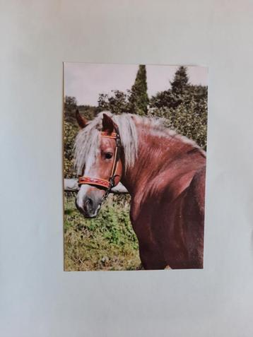 kaart paard veulen dier beschikbaar voor biedingen