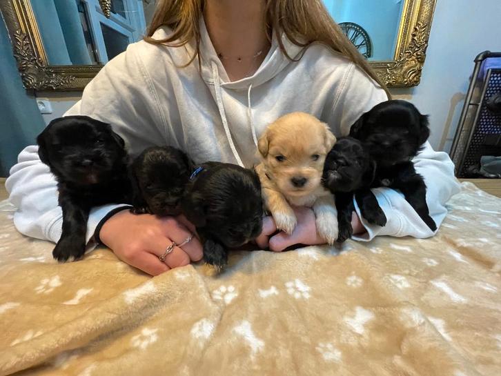 Boompoo pups, Boomer X Toy poedel 4 teefjes en 2 reutjes, Dieren en Toebehoren, Honden | Chihuahua's en Gezelschapshonden, Meerdere dieren