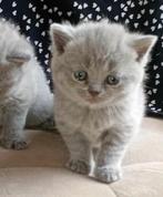 🐈‍⬛ | Raszuivere | Blauw Britse Korthaar | Kittens | 🐈‍⬛, Dieren en Toebehoren, Katten en Kittens | Raskatten | Korthaar, Meerdere dieren