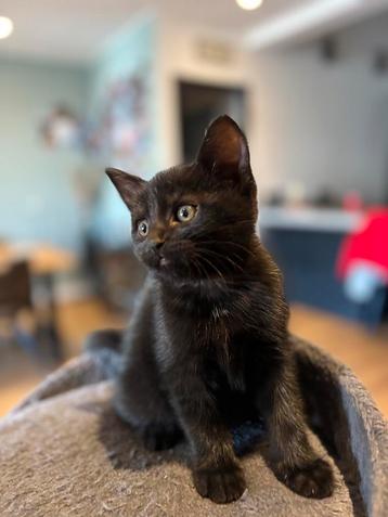 Twee Schattige Kittens op Zoek naar een Nieuw Thuis! beschikbaar voor biedingen