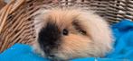 Cavia beer PEPSI uit de opvang zoekt een tehuis, Dieren en Toebehoren, Knaagdieren, Augustus, Mannelijk, Cavia