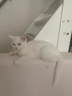 Brits korthaar kitten, Dieren en Toebehoren, Katten en Kittens | Raskatten | Korthaar, Kater, Ontwormd, 0 tot 2 jaar