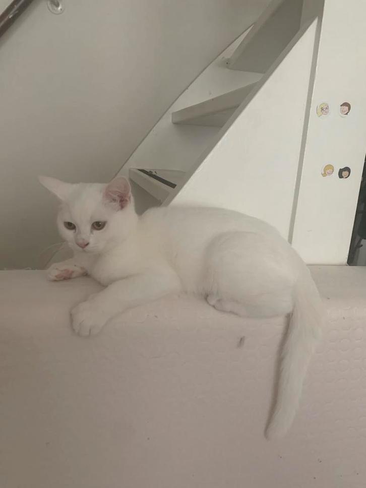 Brits korthaar kitten, Dieren en Toebehoren, Katten en Kittens | Raskatten | Korthaar, Kater, 0 tot 2 jaar, Ontwormd