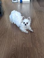 Gezocht langharig chihuahua teefje of pomchi teefje ., Dieren en Toebehoren, 6 jaar of ouder, Rabiës (hondsdolheid), Teef, Eén hond
