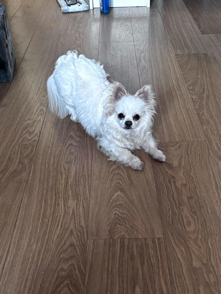 Gezocht langharig chihuahua teefje of pomchi teefje ., Dieren en Toebehoren, Honden | Chihuahua's en Gezelschapshonden, Teef, Chihuahua