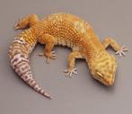 Blood tremper luipaardgekko vrouw, Dieren en Toebehoren, Reptielen en Amfibieën, Hagedis