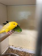 Te koop koppel Catharina’s, Meerdere dieren, Parkiet, Geringd
