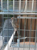 Kanarie, Dieren en Toebehoren, Vogels | Kanaries, Mannelijk, Kleurkanarie