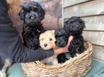 Cockerpoo pups, Overige rassen, CDV (hondenziekte), 8 tot 15 weken, Meerdere