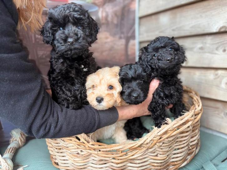 Cockerpoo pups, Dieren en Toebehoren, Honden | Chihuahua's en Gezelschapshonden, Meerdere dieren, Overige rassen, Fokker | Hobbymatig