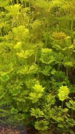 Ambulia, snelgroeiende aquariumplant, Ophalen of Verzenden, Nieuw, Plant(en), Steen of Hout