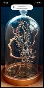 Glazen stolp met decoratieve takken, Huis en Inrichting, Woonaccessoires | Overige, Ophalen of Verzenden, Zo goed als nieuw