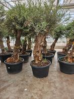 Reuze olijfboom stamdikte 90 (!!) cm, 245cm hoog, Tuin en Terras, Volle zon, 100 tot 250 cm, Ophalen of Verzenden, Zomer