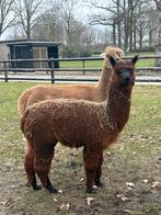 Alpaca merrie jong, Mei, Vrouwelijk